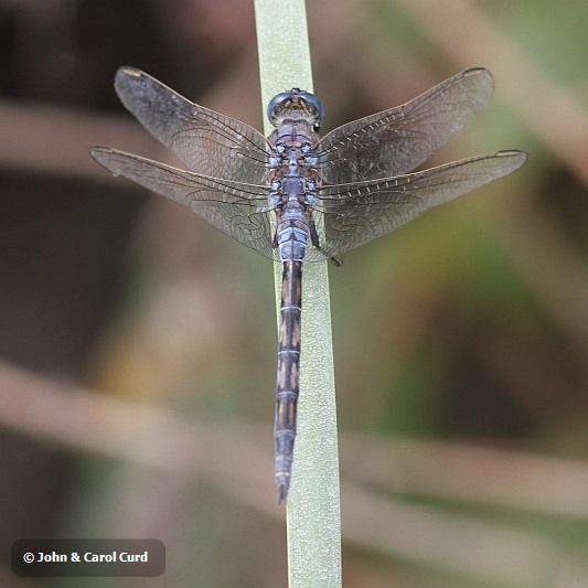 J01_3847 Orthetrum trinacria imm male.JPG